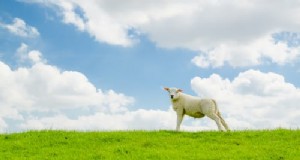 Agroforestry:definitie, typen en voordelen voor duurzame landbouw 