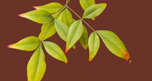 ¿Por qué las plantas se vuelven amarillas? Causas y consejos de atención de expertos 