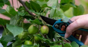June Apple Tree Care: 6 Key Tasks to Boost Health and Yield