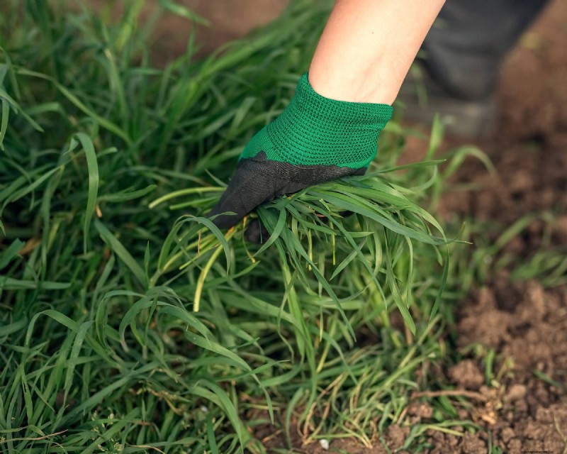 Entretien des pommiers de mai :5 tâches essentielles pour une récolte saine et abondante 