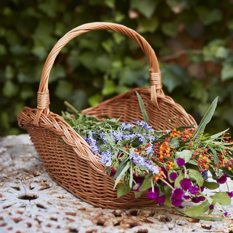Entretien des pommiers de mai :5 tâches essentielles pour une récolte saine et abondante 