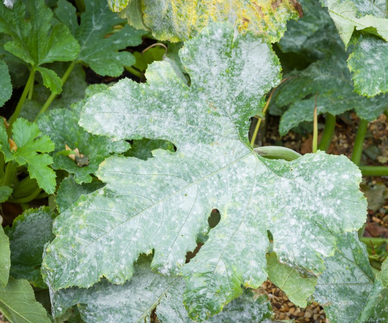 Zuiveringszout:een snelle, goedkope spray om echte meeldauw in uw tuin te stoppen 