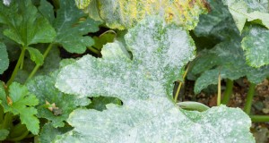 Bicarbonato di sodio:uno spray rapido ed economico per fermare l oidio nel tuo giardino 