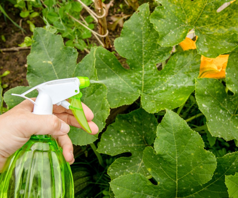 Zuiveringszout:een snelle, goedkope spray om echte meeldauw in uw tuin te stoppen 