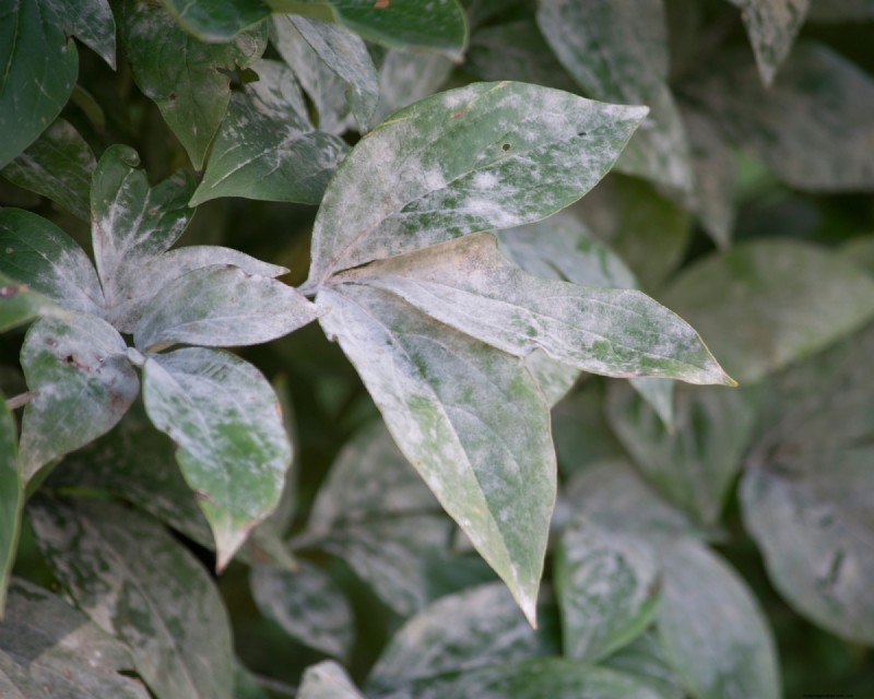 Zuiveringszout:een snelle, goedkope spray om echte meeldauw in uw tuin te stoppen 