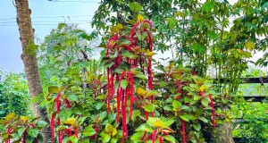 7 grani antichi che fungono anche da splendide piante di confine:la bellezza incontra la nutrizione 