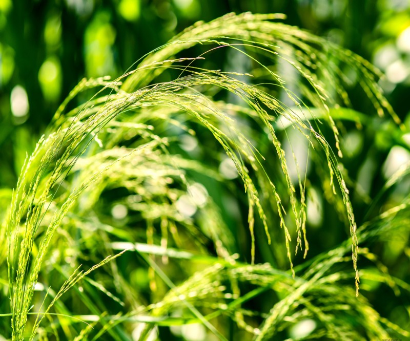 7 Biji-bijian Kuno yang Berfungsi Ganda sebagai Tanaman Perbatasan yang Menakjubkan – Kecantikan Bertemu Nutrisi 