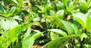 バジルべと病を見つけて、収穫を台無しにする前に阻止する方法 