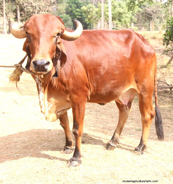 インド全土での Gir Cow の価格と入手可能性:2025 年から 2026 年ガイド 