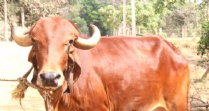 Gir Cow priser och tillgänglighet över hela Indien:Guide för 2025–2026 