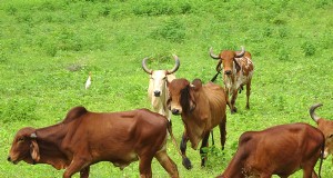 Gir Cow – インドのプレミアム A2 ミルクとヴェーダ ビロナ ギーの生産者 