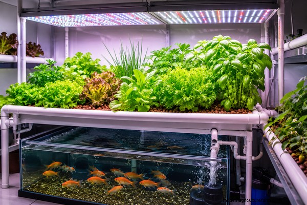 Problemen met aquaponics plantengroei oplossen:veelvoorkomende problemen identificeren en oplossen 