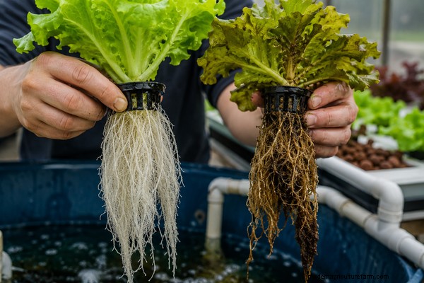 Problemen met aquaponics plantengroei oplossen:veelvoorkomende problemen identificeren en oplossen 