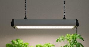 Den ultimata guiden för att välja Grow Lights för inomhusakvaponiksystem 