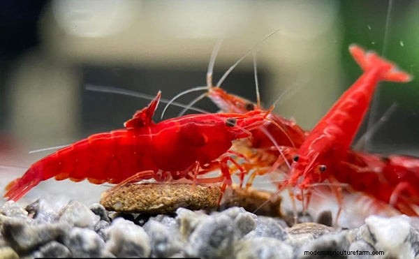 Een beproefde gids voor het kweken van garnalen in aquaponics:soorten, systeemontwerp en beste praktijken 