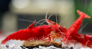 Una guía comprobada para criar camarones en acuaponia:especies, diseño de sistemas y mejores prácticas 
