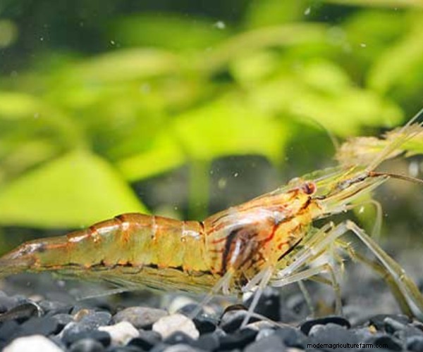 Een beproefde gids voor het kweken van garnalen in aquaponics:soorten, systeemontwerp en beste praktijken 