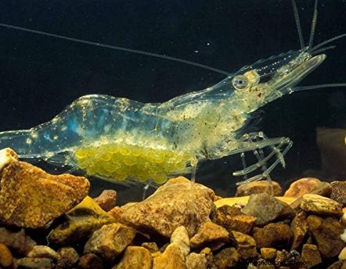 Een beproefde gids voor het kweken van garnalen in aquaponics:soorten, systeemontwerp en beste praktijken 