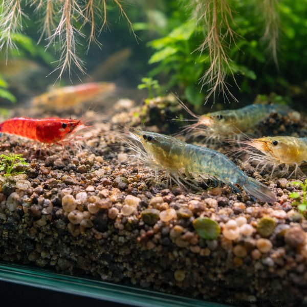 Een beproefde gids voor het kweken van garnalen in aquaponics:soorten, systeemontwerp en beste praktijken 