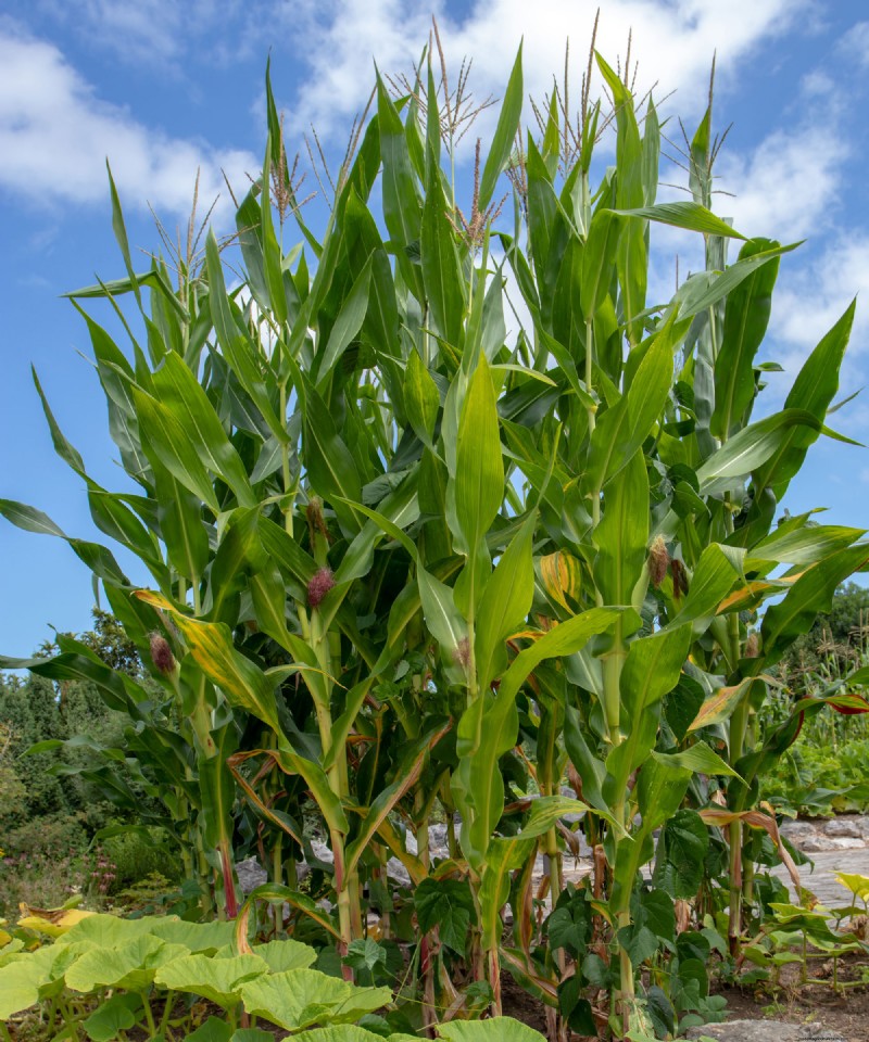 Varietas Jagung Kompak Sempurna untuk Kebun dan Wadah Kecil 