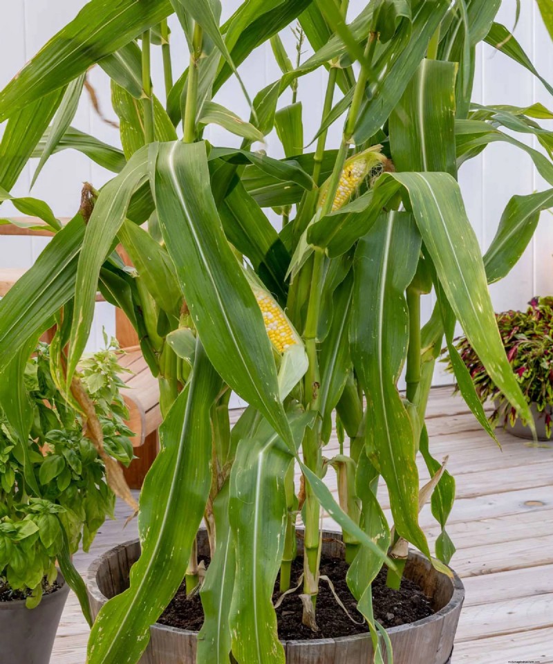 Varietas Jagung Kompak Sempurna untuk Kebun dan Wadah Kecil 