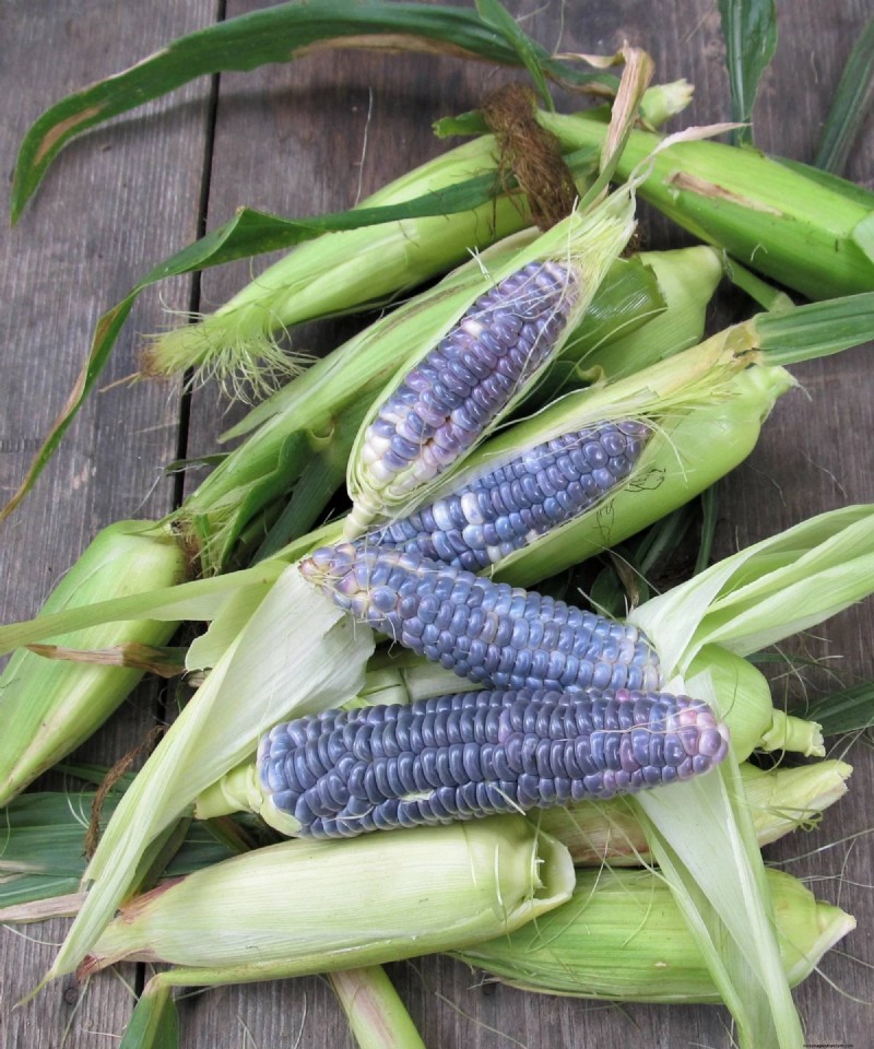 Varietas Jagung Kompak Sempurna untuk Kebun dan Wadah Kecil 