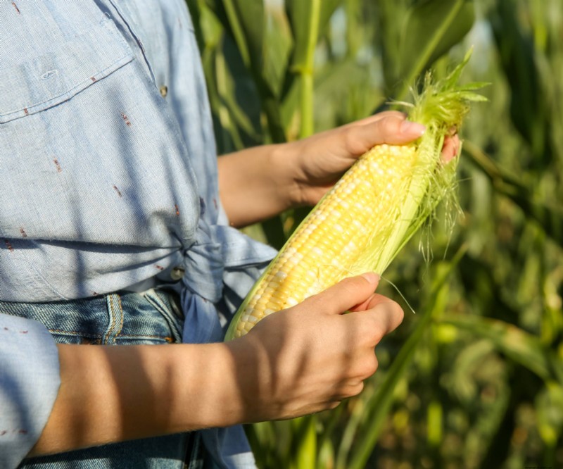 Varietas Jagung Kompak Sempurna untuk Kebun dan Wadah Kecil 