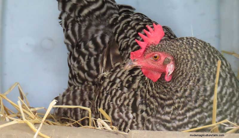 鶏小屋を掃除して鶏の健康を守るための総合ガイド 