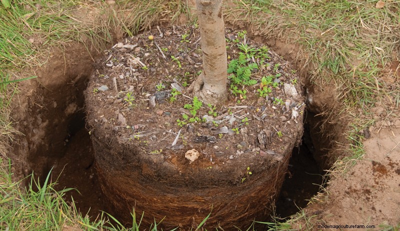 果樹園を植える方法:果物とナッツの木に関する専門家のヒント 