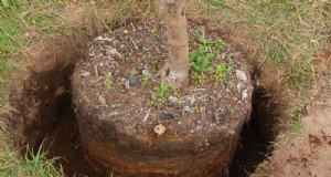 How to Plant an Orchard: Expert Tips for Fruit & Nut Trees