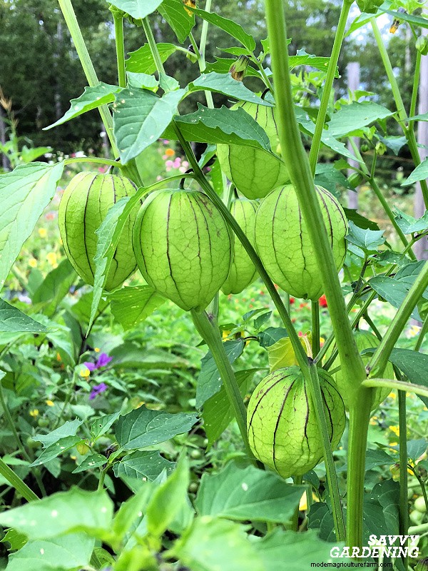 Mengapa Tanaman Tomatillo Anda Tidak Berbuah – 5 Perbaikan Terbukti 