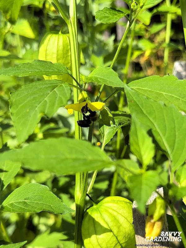 Mengapa Tanaman Tomatillo Anda Tidak Berbuah – 5 Perbaikan Terbukti 