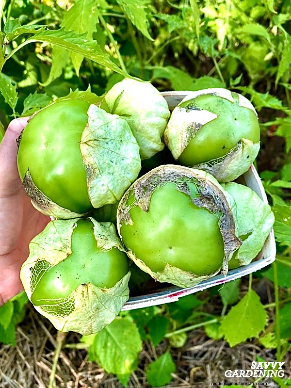 Mengapa Tanaman Tomatillo Anda Tidak Berbuah – 5 Perbaikan Terbukti 