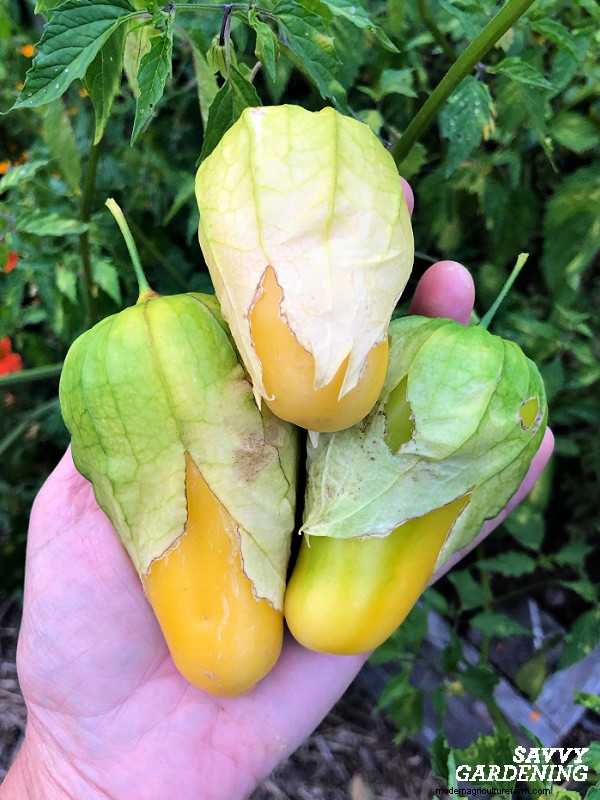 Mengapa Tanaman Tomatillo Anda Tidak Berbuah – 5 Perbaikan Terbukti 