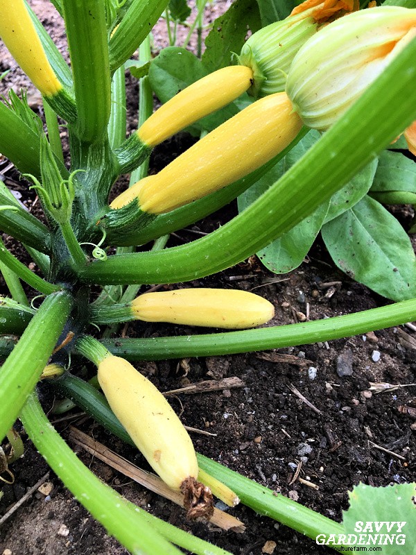 Mengapa Tanaman Zucchini Anda Tidak Berbuah – Perbaikan Terbukti untuk Masalah Umum 