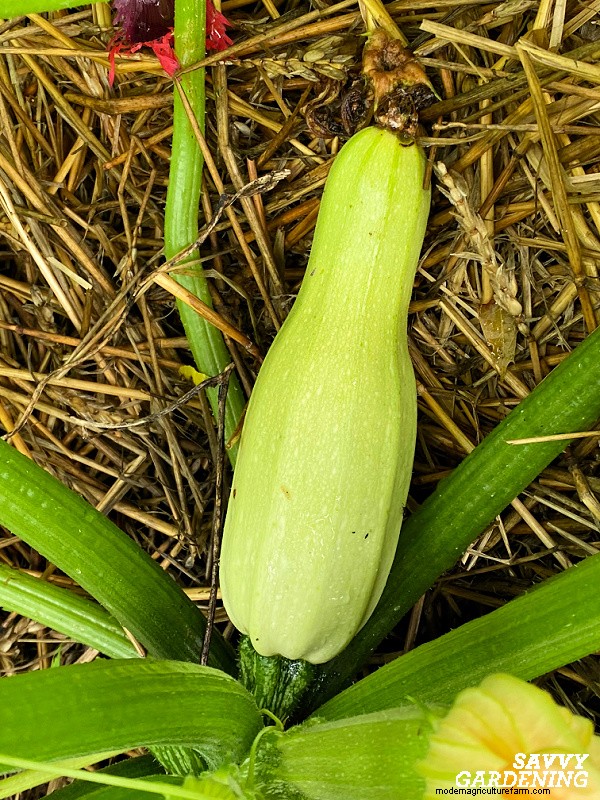 Mengapa Tanaman Zucchini Anda Tidak Berbuah – Perbaikan Terbukti untuk Masalah Umum 