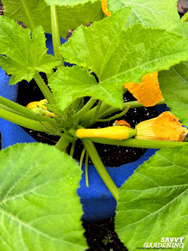 Mengapa Tanaman Zucchini Anda Tidak Berbuah – Perbaikan Terbukti untuk Masalah Umum 