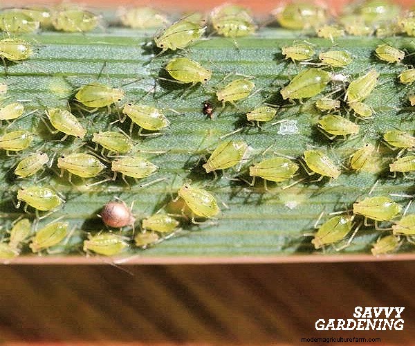 Kutu Daun pada Tanaman Tomat:5 Strategi Pengendalian Alami yang Terbukti 
