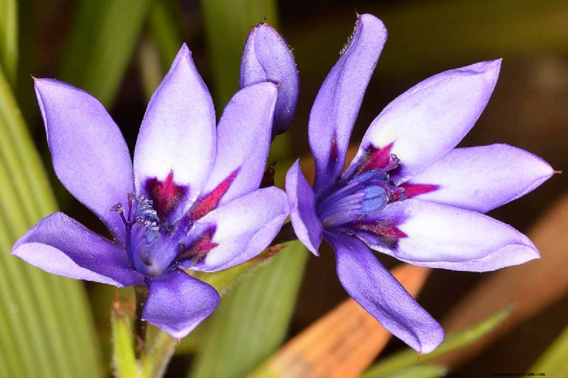 Att odla babianblommor (Babiana nervosa):expertguide för vård, plantering och underhåll 