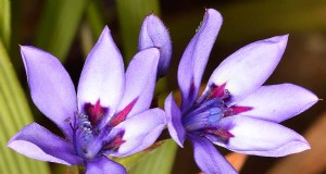 Wachsende Pavianblumen (Babiana nervosa):Expertenratgeber für Pflege, Pflanzung und Wartung 