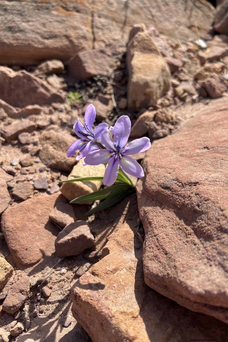 Att odla babianblommor (Babiana nervosa):expertguide för vård, plantering och underhåll 
