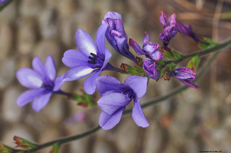 Att odla babianblommor (Babiana nervosa):expertguide för vård, plantering och underhåll 