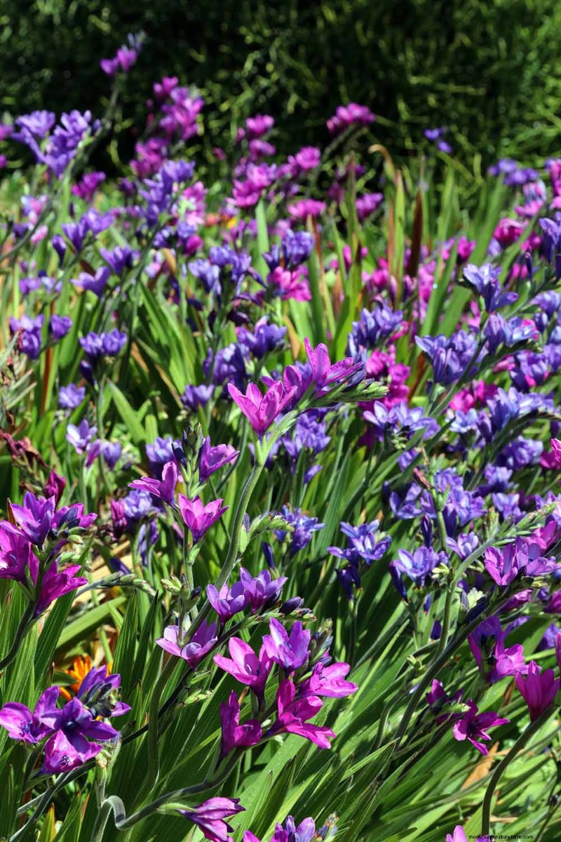 Att odla babianblommor (Babiana nervosa):expertguide för vård, plantering och underhåll 