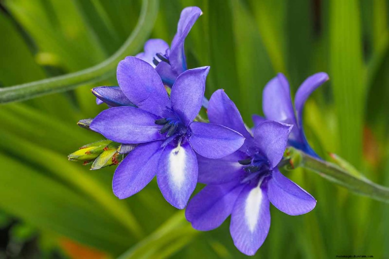 Att odla babianblommor (Babiana nervosa):expertguide för vård, plantering och underhåll 
