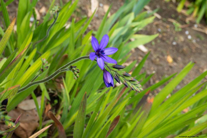 Att odla babianblommor (Babiana nervosa):expertguide för vård, plantering och underhåll 