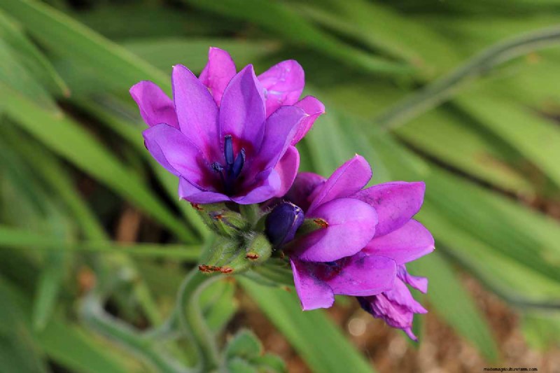 Att odla babianblommor (Babiana nervosa):expertguide för vård, plantering och underhåll 