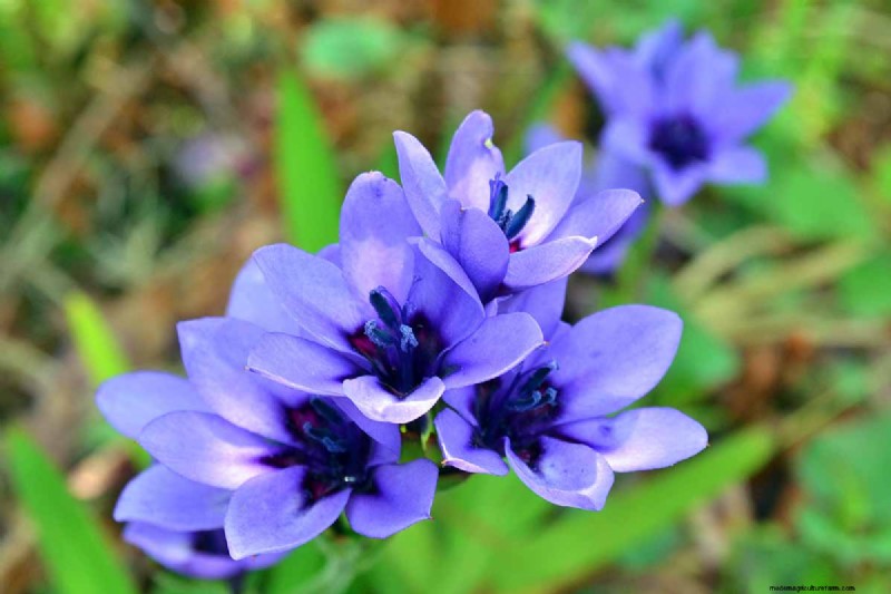 Att odla babianblommor (Babiana nervosa):expertguide för vård, plantering och underhåll 
