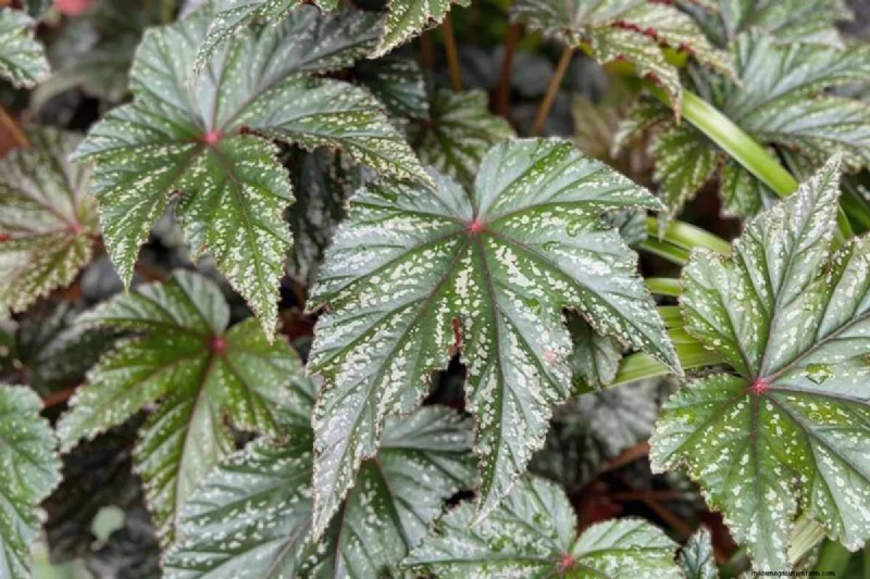 Odla och ta hand om den eleganta Gryphon Begonia (Pegasus™) – Experttips 