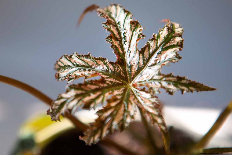 Odla och ta hand om den eleganta Gryphon Begonia (Pegasus™) – Experttips 