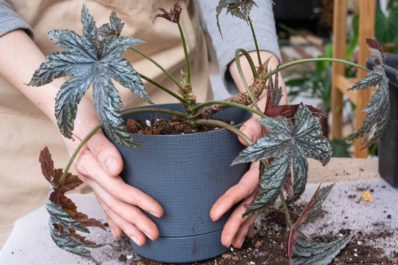Odla och ta hand om den eleganta Gryphon Begonia (Pegasus™) – Experttips 